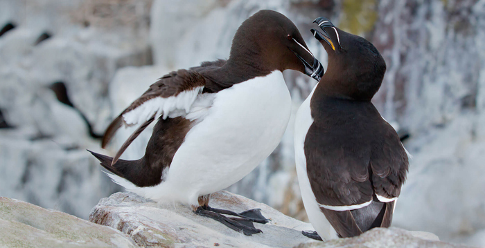 Alça Comum, aves marinhas, reino das aves