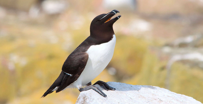 Alça Comum, aves marinhas, reino das aves