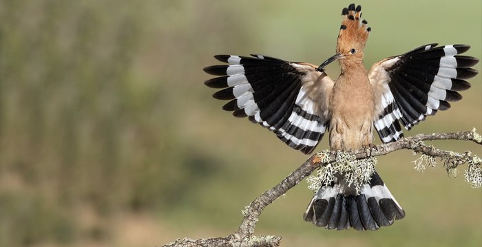 Aves exóticas, reino das aves, Abubilla, Upupa epops
