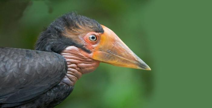 Aves exóticas, reino das aves, Cálao do Yelmo, vigília Rhinoplax