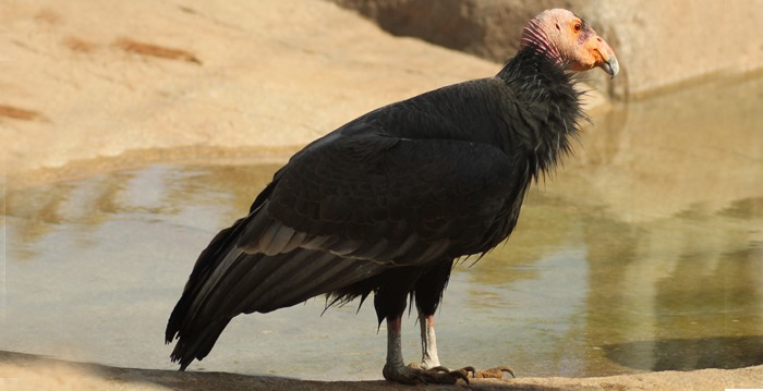 Aves exóticas, reino das aves, Condor Califórnia, Gymnogyps californianus
