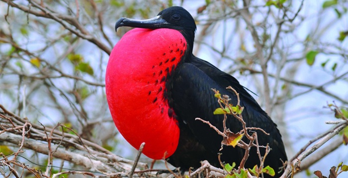 Aves exóticas, reino das aves, Fregata andrewsi