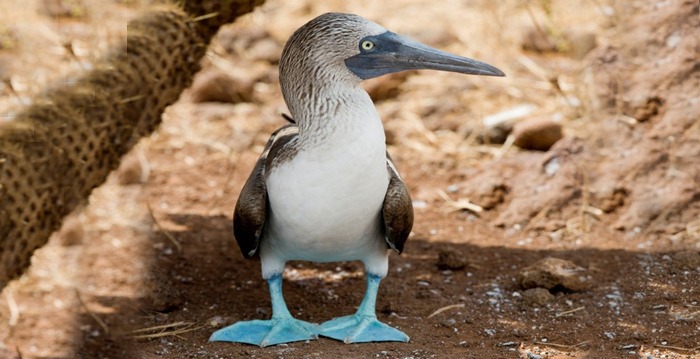 Aves exóticas, reino das aves, Sula de pés azuis, Sula nebouxii