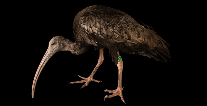 Aves exóticas, reino das aves, Thaumatibis gigantea, O Ibis gigante