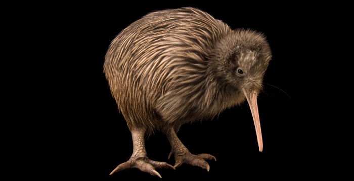 Aves exóticas, reino das aves, kiwi, Apteryx australis