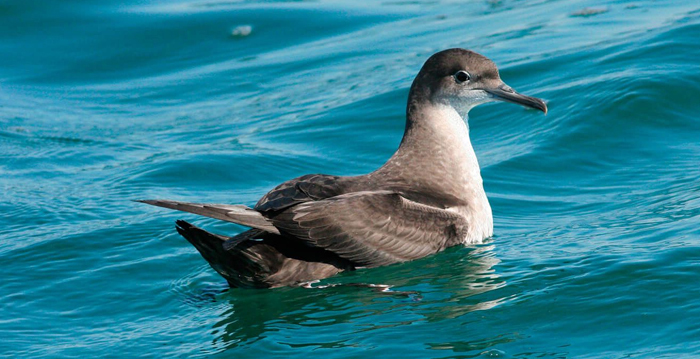 Aves marinhas, Pardela Balear