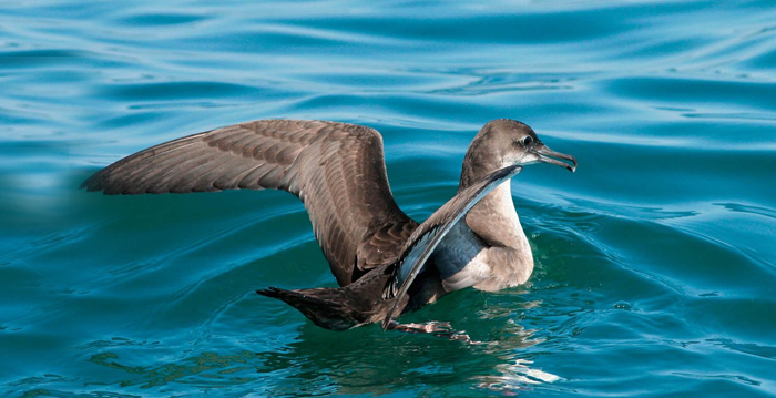 Aves marinhas, Pardela Balear