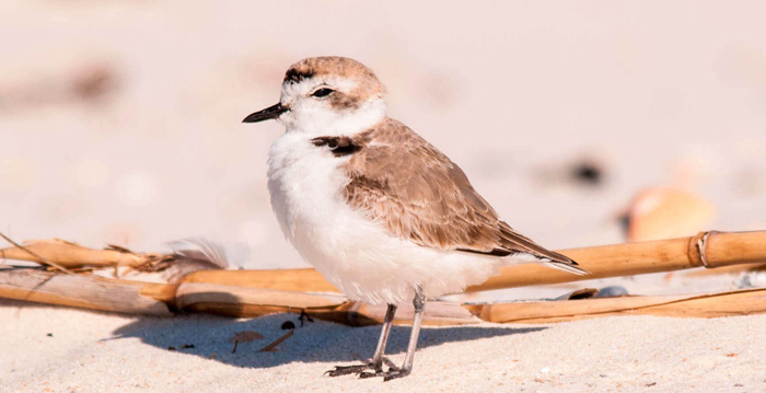 Aves marinhas, Tarambola de Kent