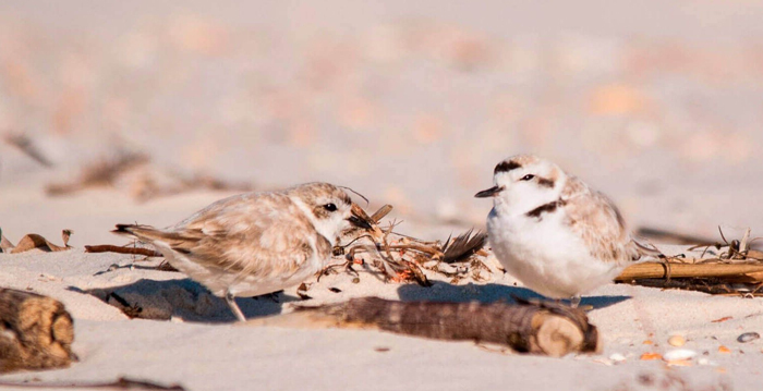 Aves marinhas, Tarambola de Kent