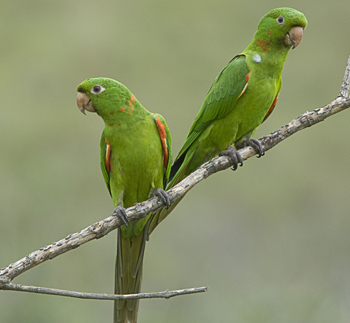 Bioma cerrado, Aratinga leucophthalma