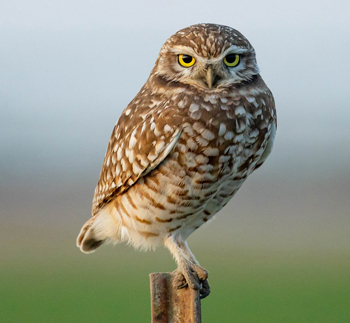reino das aves, cerrado, Bioma cerrado, Athene cunicularia