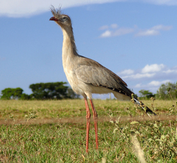 Mapa cerrado, vegetação cerrado, bioma do cerrado