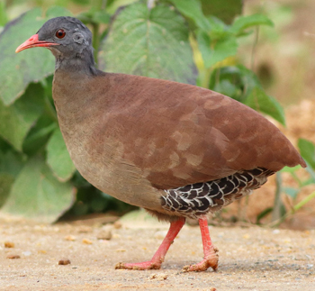 Mapa cerrado, vegetação cerrado, bioma do cerrado