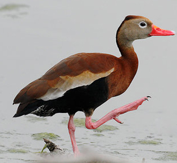 o que é cerrado, Bioma cerrado, Dendrocygna autumnalis