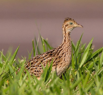 reino das aves, cerrado, Bioma cerrado