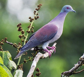 Bioma cerrado, Patagioenas cayennensis