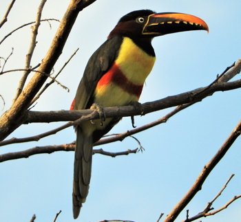 Pteroglossus castanotis, cerrado caracteristicas 