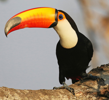 Bioma cerrado, Ramphastos toco
