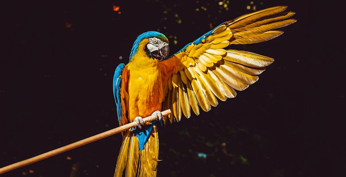 Arara-de-cabeça-azul, Reino das aves Arara