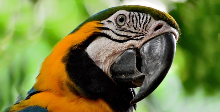 Arara Militar, Reino das aves Arara