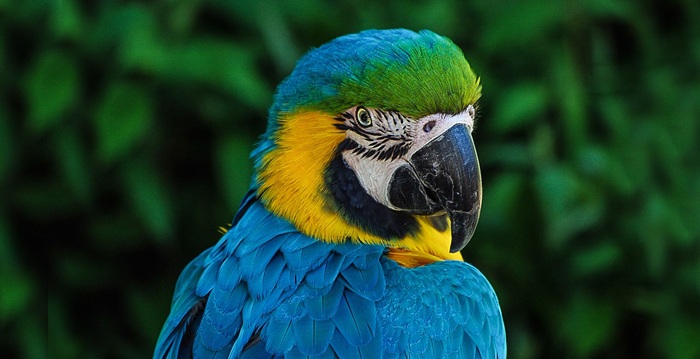 Arara-de-cabeça-azul, Reino das aves Arara