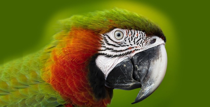 Reino das aves Arara