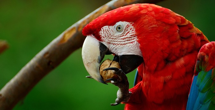 Reino das aves Arara