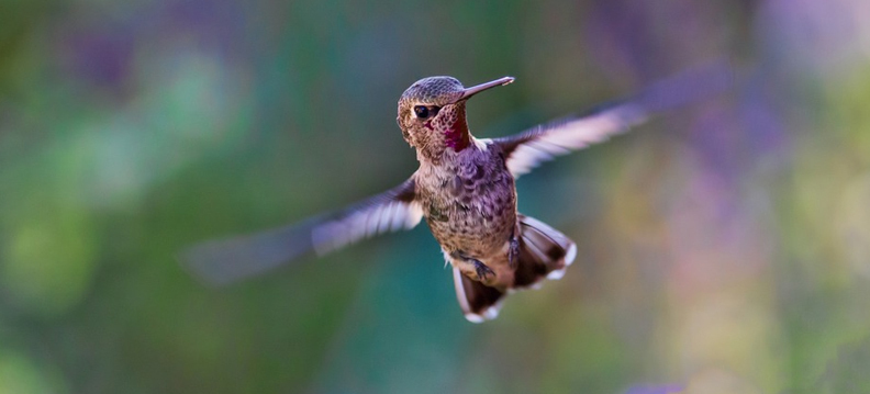 ave beija-flor, Reino das aves Beija flor