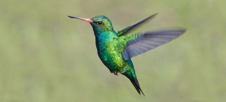 ave beija-flor, Reino das aves Beija flor