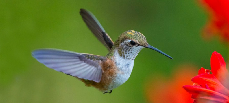 ave beija-flor, Reino das aves Beija flor