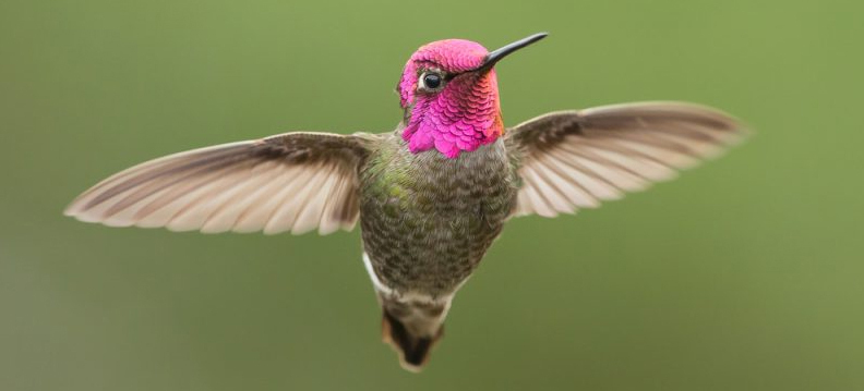 ave beija-flor, Reino das aves Beija flor