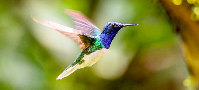 ave beija-flor, Reino das aves Beija flor