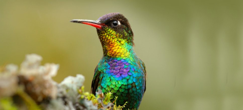 ave beija-flor, Reino das aves Beija flor