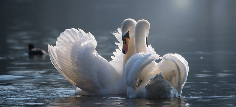 cisnes em veneza, Reino das aves Cisnes