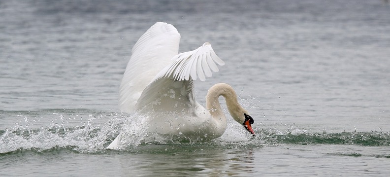 Reino das aves Cisnes