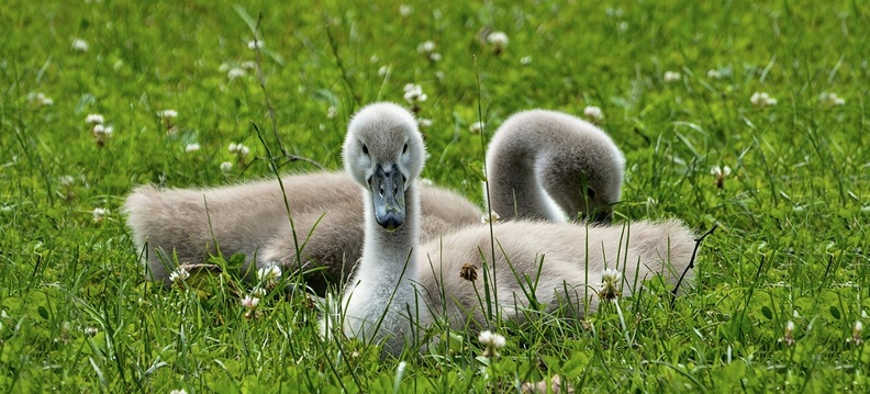 Reino das aves Cisnes