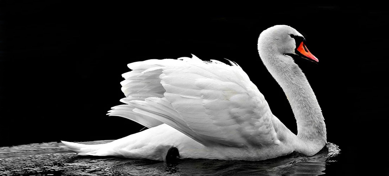cisnes em veneza, Reino das aves Cisnes