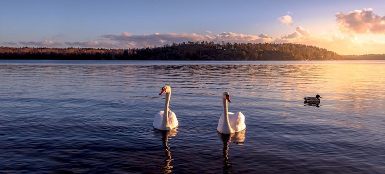 os cisnes selvagens, Reino das aves Cisnes