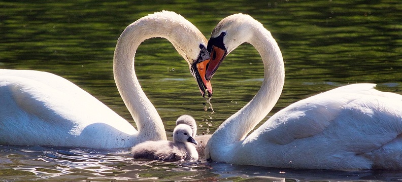 Reino das aves Cisnes