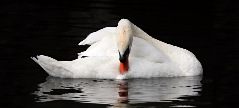 Reino das aves Cisnes