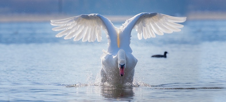 Reino das aves Cisnes