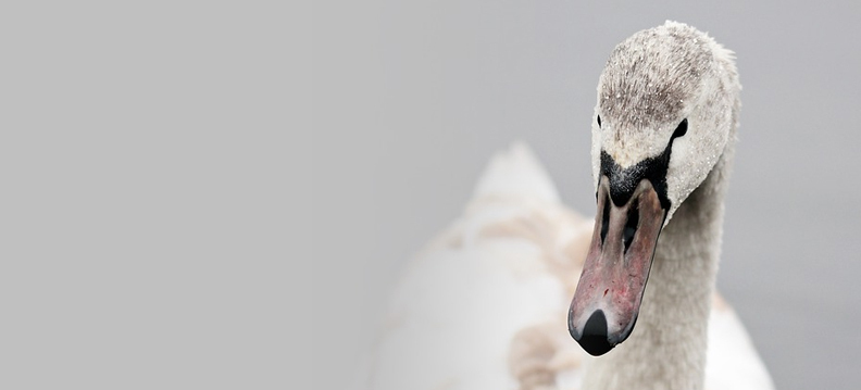 cisnes selvagens, Reino das aves Cisnes