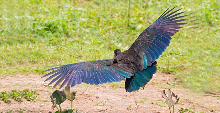 aves do brazil, Coró-coró