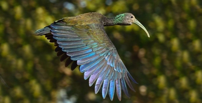 Coró-coró (Mesembrinibis Cayennensis)