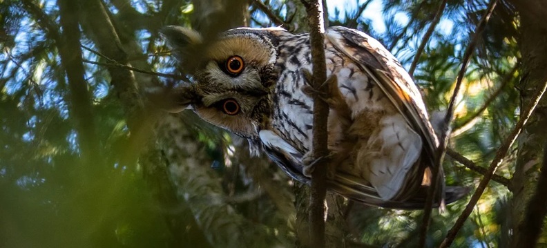 Reino das aves Corujas, criadouro de corujas
