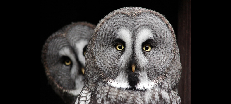 Reino das aves Corujas, imagens de corujas 