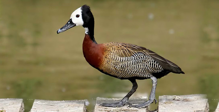 Reino das aves Ireré Dendrocygna viduata, ire re paturi