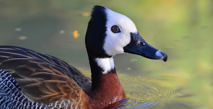Reino das aves Ireré Dendrocygna viduata, ire re paturi