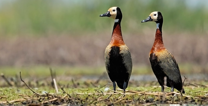 Reino das aves Ireré Dendrocygna viduata, pato irere