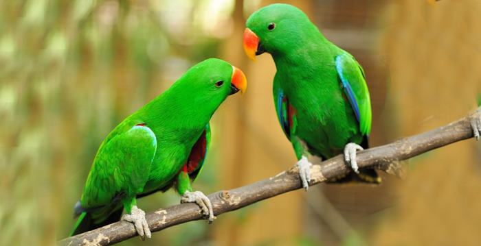 Reino das aves Papagaios, tipos de papagaios